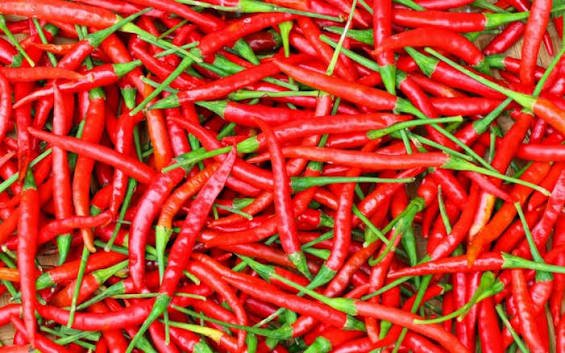 Red Chilli image 2